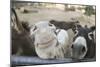 Miniature Donkeys on a Ranch in Northern California, USA-Susan Pease-Mounted Photographic Print