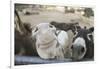 Miniature Donkeys on a Ranch in Northern California, USA-Susan Pease-Framed Photographic Print