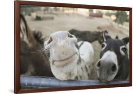 Miniature Donkeys on a Ranch in Northern California, USA-Susan Pease-Framed Photographic Print