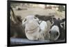 Miniature Donkeys on a Ranch in Northern California, USA-Susan Pease-Framed Photographic Print