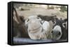 Miniature Donkeys on a Ranch in Northern California, USA-Susan Pease-Framed Stretched Canvas