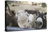 Miniature Donkeys on a Ranch in Northern California, USA-Susan Pease-Stretched Canvas