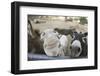 Miniature Donkeys on a Ranch in Northern California, USA-Susan Pease-Framed Premium Photographic Print