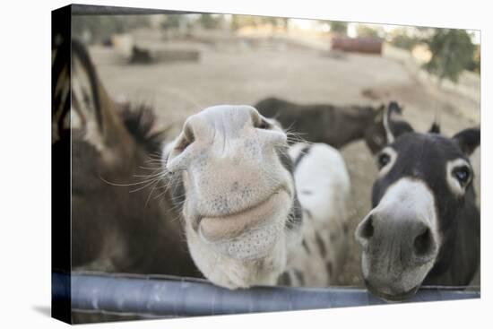 Miniature Donkeys on a Ranch in Northern California, USA-Susan Pease-Stretched Canvas