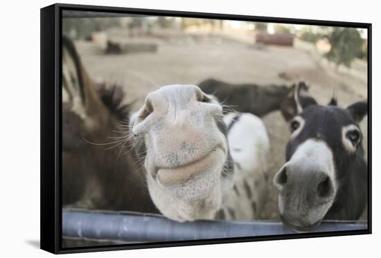 Miniature Donkeys on a Ranch in Northern California, USA-Susan Pease-Framed Stretched Canvas