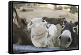 Miniature Donkeys on a Ranch in Northern California, USA-Susan Pease-Framed Stretched Canvas