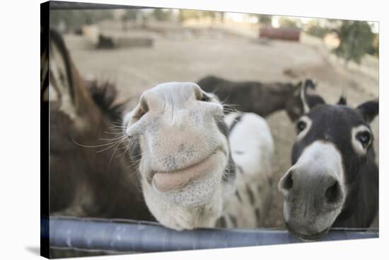 Miniature Donkeys on a Ranch in Northern California, USA-Susan Pease-Stretched Canvas