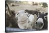 Miniature Donkeys on a Ranch in Northern California, USA-Susan Pease-Stretched Canvas