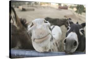 Miniature Donkeys on a Ranch in Northern California, USA-Susan Pease-Stretched Canvas