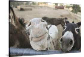 Miniature Donkeys on a Ranch in Northern California, USA-Susan Pease-Stretched Canvas