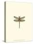Miniature Dragonfly IV-Vision Studio-Stretched Canvas