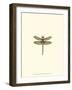 Miniature Dragonfly IV-Vision Studio-Framed Art Print