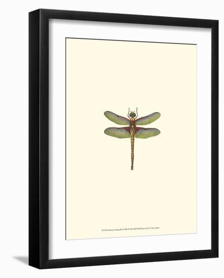 Miniature Dragonfly IV-Vision Studio-Framed Art Print