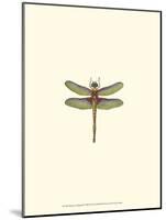 Miniature Dragonfly IV-Vision Studio-Mounted Art Print