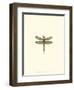 Miniature Dragonfly IV-Vision Studio-Framed Art Print