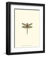 Miniature Dragonfly IV-Vision Studio-Framed Art Print