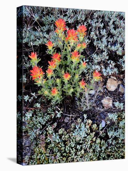 Miniature Garden at Gem Lake, Ansel Adams Wilderness, California, USA-Mark Williford-Stretched Canvas