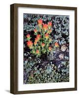 Miniature Garden at Gem Lake, Ansel Adams Wilderness, California, USA-Mark Williford-Framed Photographic Print