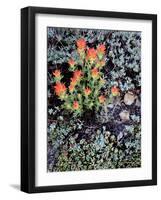 Miniature Garden at Gem Lake, Ansel Adams Wilderness, California, USA-Mark Williford-Framed Photographic Print