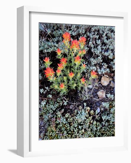 Miniature Garden at Gem Lake, Ansel Adams Wilderness, California, USA-Mark Williford-Framed Photographic Print