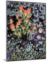 Miniature Garden at Gem Lake, Ansel Adams Wilderness, California, USA-Mark Williford-Mounted Photographic Print