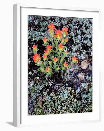 Miniature Garden at Gem Lake, Ansel Adams Wilderness, California, USA-Mark Williford-Framed Photographic Print