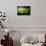 Miniature Garden-Ursula Abresch-Photographic Print displayed on a wall