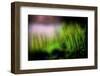 Miniature Garden-Ursula Abresch-Framed Photographic Print