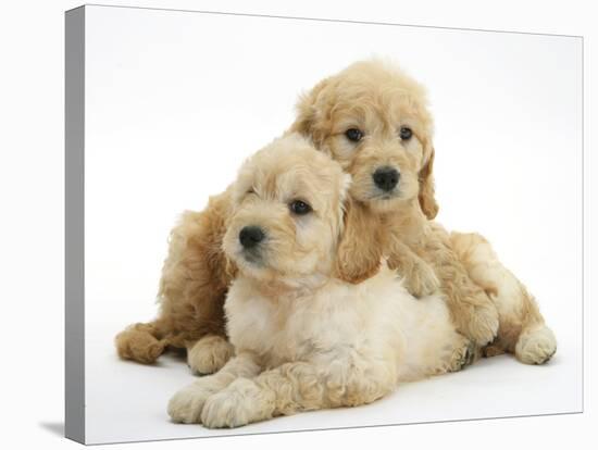 Miniature Goldendoodle Puppies (Golden Retriever X Miniature Poodle Cross) Aged 7 Weeks, Lying-Mark Taylor-Stretched Canvas