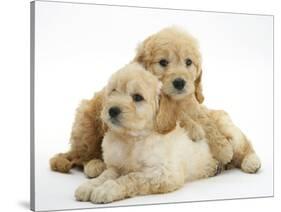 Miniature Goldendoodle Puppies (Golden Retriever X Miniature Poodle Cross) Aged 7 Weeks, Lying-Mark Taylor-Stretched Canvas