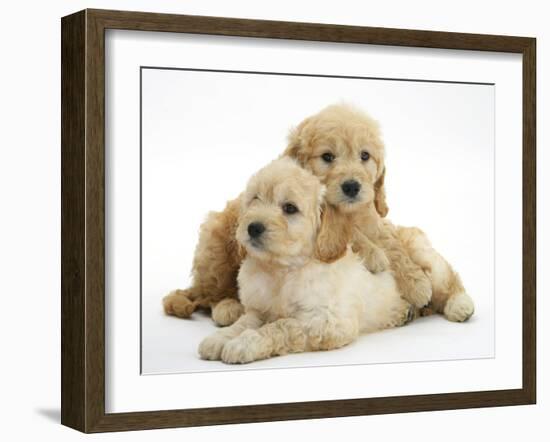 Miniature Goldendoodle Puppies (Golden Retriever X Miniature Poodle Cross) Aged 7 Weeks, Lying-Mark Taylor-Framed Photographic Print