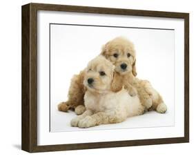 Miniature Goldendoodle Puppies (Golden Retriever X Miniature Poodle Cross) Aged 7 Weeks, Lying-Mark Taylor-Framed Photographic Print