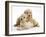 Miniature Goldendoodle Puppies (Golden Retriever X Miniature Poodle Cross) Aged 7 Weeks, Lying-Mark Taylor-Framed Photographic Print