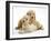 Miniature Goldendoodle Puppies (Golden Retriever X Miniature Poodle Cross) Aged 7 Weeks, Lying-Mark Taylor-Framed Photographic Print