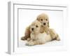 Miniature Goldendoodle Puppies (Golden Retriever X Miniature Poodle Cross) Aged 7 Weeks, Lying-Mark Taylor-Framed Photographic Print