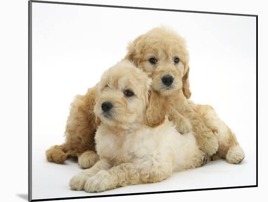 Miniature Goldendoodle Puppies (Golden Retriever X Miniature Poodle Cross) Aged 7 Weeks, Lying-Mark Taylor-Mounted Photographic Print