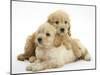 Miniature Goldendoodle Puppies (Golden Retriever X Miniature Poodle Cross) Aged 7 Weeks, Lying-Mark Taylor-Mounted Photographic Print