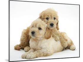 Miniature Goldendoodle Puppies (Golden Retriever X Miniature Poodle Cross) Aged 7 Weeks, Lying-Mark Taylor-Mounted Photographic Print