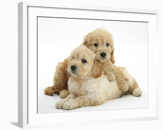 Miniature Goldendoodle Puppies (Golden Retriever X Miniature Poodle Cross) Aged 7 Weeks, Lying-Mark Taylor-Framed Photographic Print