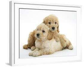 Miniature Goldendoodle Puppies (Golden Retriever X Miniature Poodle Cross) Aged 7 Weeks, Lying-Mark Taylor-Framed Photographic Print