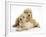 Miniature Goldendoodle Puppies (Golden Retriever X Miniature Poodle Cross) Aged 7 Weeks, Lying-Mark Taylor-Framed Photographic Print