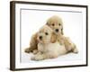 Miniature Goldendoodle Puppies (Golden Retriever X Miniature Poodle Cross) Aged 7 Weeks, Lying-Mark Taylor-Framed Photographic Print