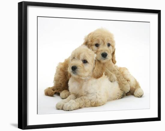 Miniature Goldendoodle Puppies (Golden Retriever X Miniature Poodle Cross) Aged 7 Weeks, Lying-Mark Taylor-Framed Photographic Print