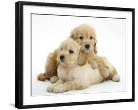 Miniature Goldendoodle Puppies (Golden Retriever X Miniature Poodle Cross) Aged 7 Weeks, Lying-Mark Taylor-Framed Photographic Print