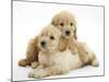 Miniature Goldendoodle Puppies (Golden Retriever X Miniature Poodle Cross) Aged 7 Weeks, Lying-Mark Taylor-Mounted Photographic Print