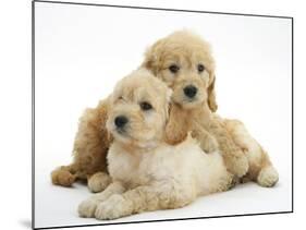 Miniature Goldendoodle Puppies (Golden Retriever X Miniature Poodle Cross) Aged 7 Weeks, Lying-Mark Taylor-Mounted Photographic Print