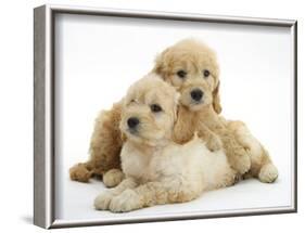 Miniature Goldendoodle Puppies (Golden Retriever X Miniature Poodle Cross) Aged 7 Weeks, Lying-Mark Taylor-Framed Photographic Print