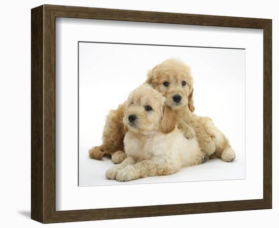 Miniature Goldendoodle Puppies (Golden Retriever X Miniature Poodle Cross) Aged 7 Weeks, Lying-Mark Taylor-Framed Photographic Print