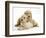 Miniature Goldendoodle Puppies (Golden Retriever X Miniature Poodle Cross) Aged 7 Weeks, Lying-Mark Taylor-Framed Photographic Print