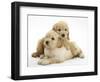 Miniature Goldendoodle Puppies (Golden Retriever X Miniature Poodle Cross) Aged 7 Weeks, Lying-Mark Taylor-Framed Photographic Print